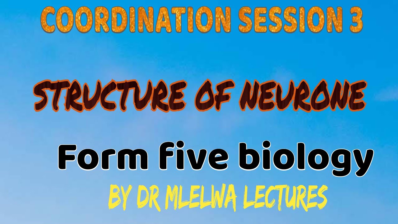 Form five biology, Coordination session 3, Structure of a neurone