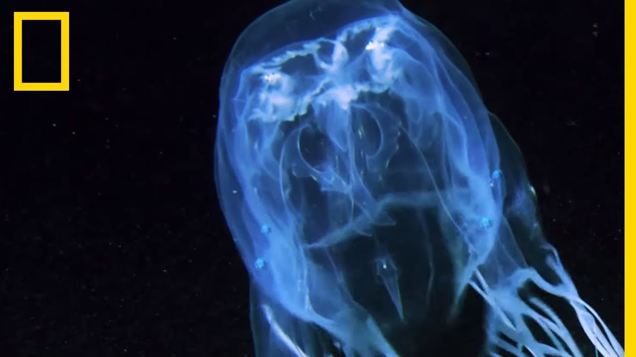 La cuboméduse, rare méduse mortelle pour les humains