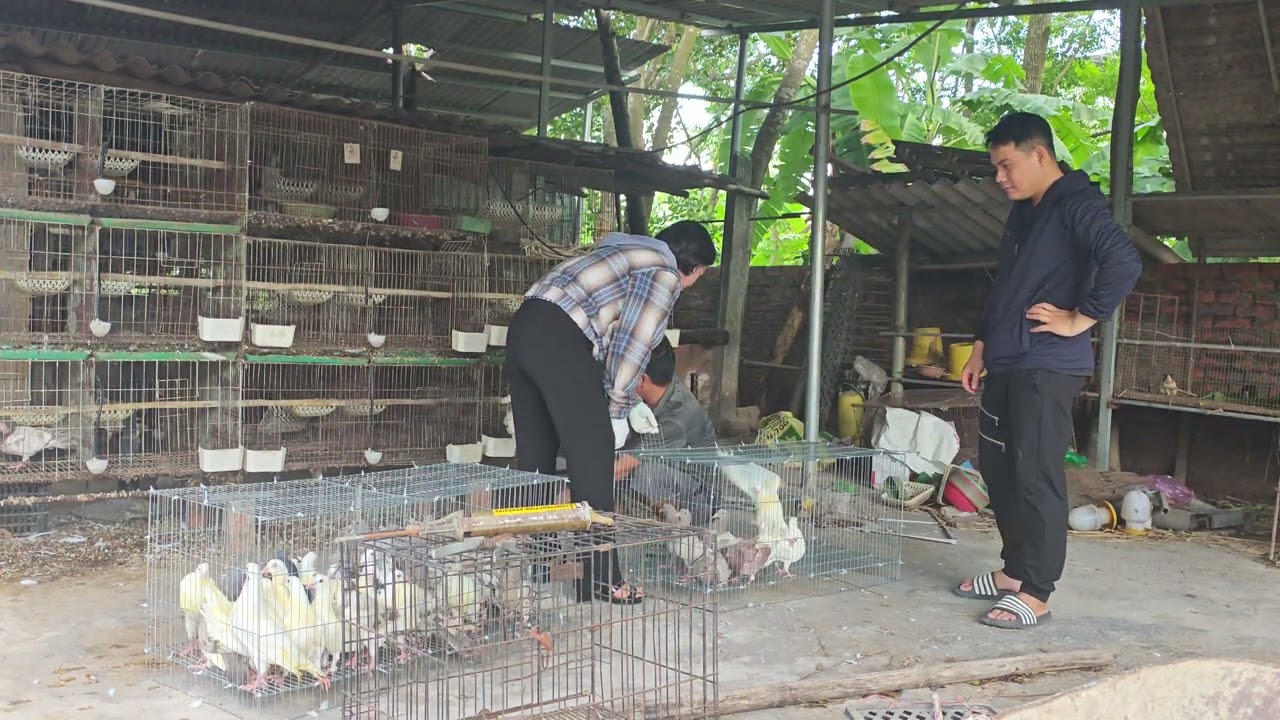 Ngày tốt xuất lô chim giống 