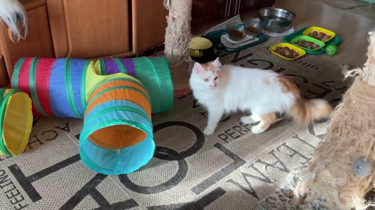 Котики радуются солнышку,уличные питомцы ждут меня,им холодно и голодно- котики из Днепра 26.01.2026