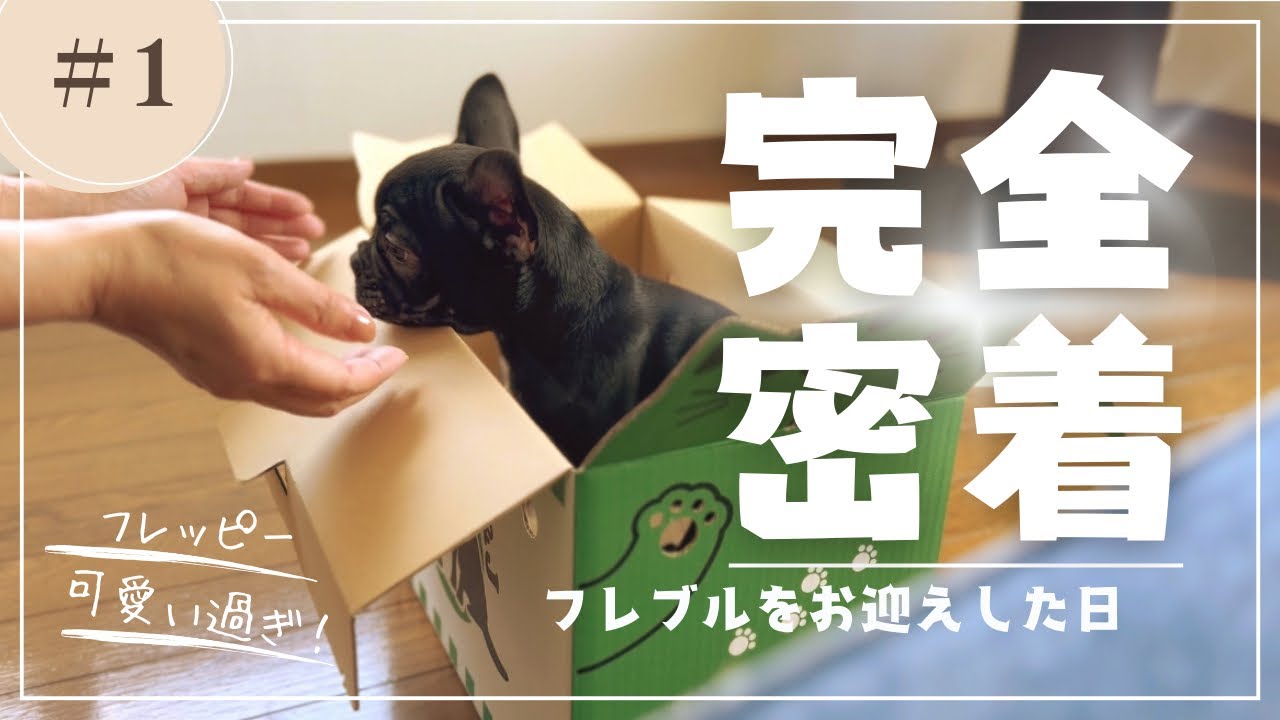 [50代夫婦憧れだったフレブルを飼う]フレブルをお迎えした日/フレブルパピー期
