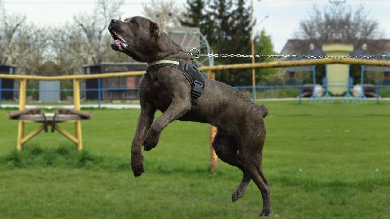 THE AMERICAN BANDOGGE - 'WOLF CRUSHER' - Ban dog