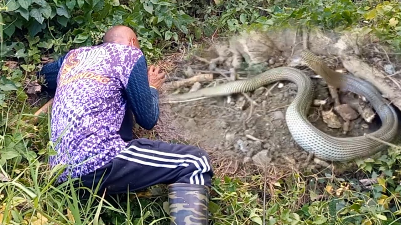 JUMBO COBRA SA FISH POND SA CAPAS, TARLAC | JTG Kamandag