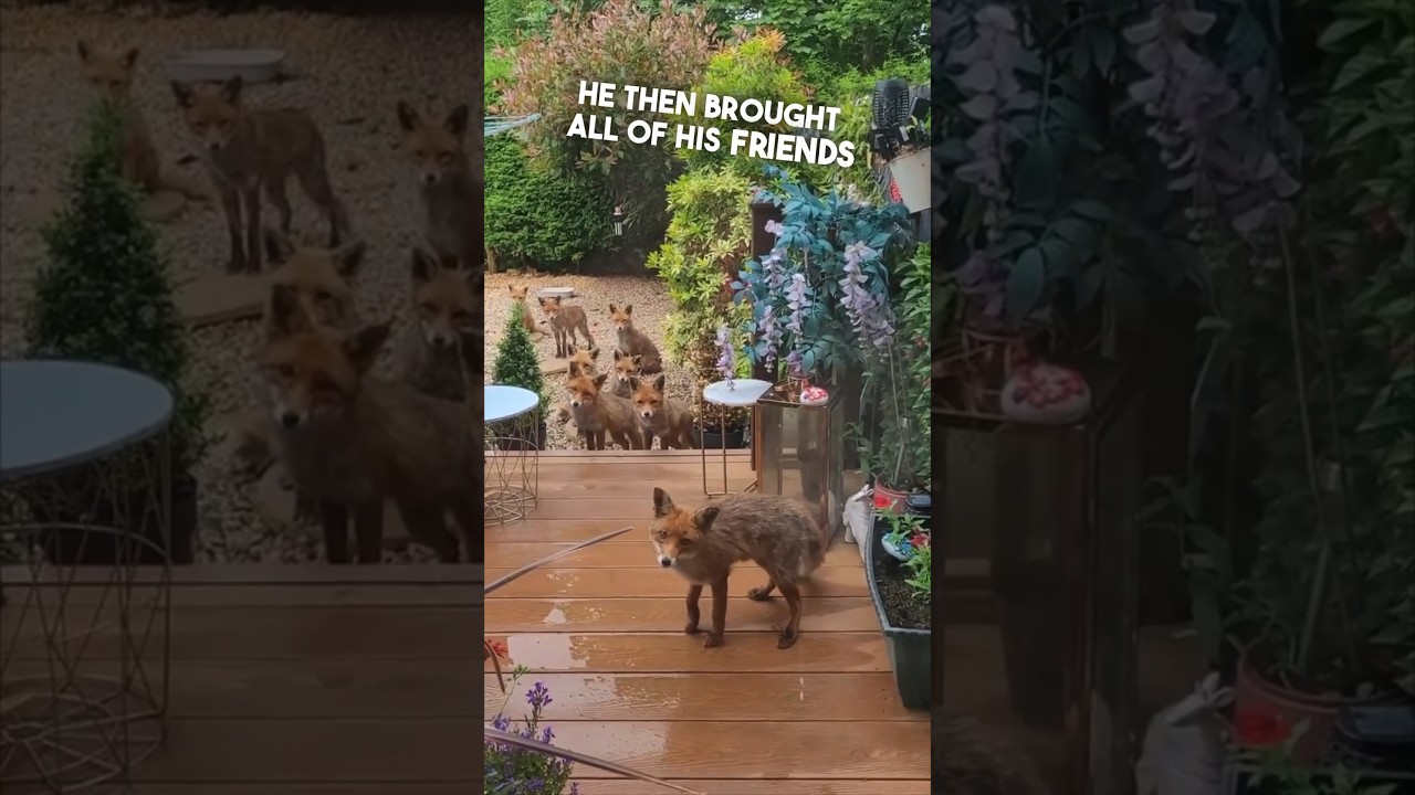 She gave a hungry fox food and he brought his friends ❤️
