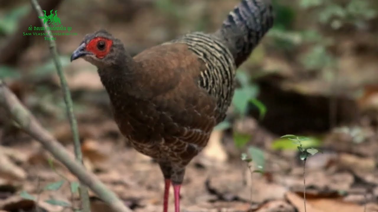 Sam Veasna Siamese Fireback | SVC Birding & Nature Tours Cambodia