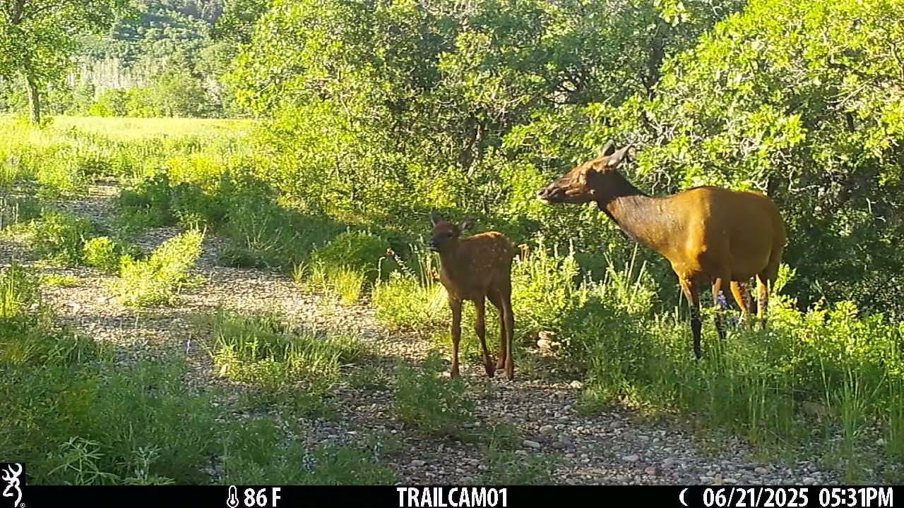 Elk with littles 