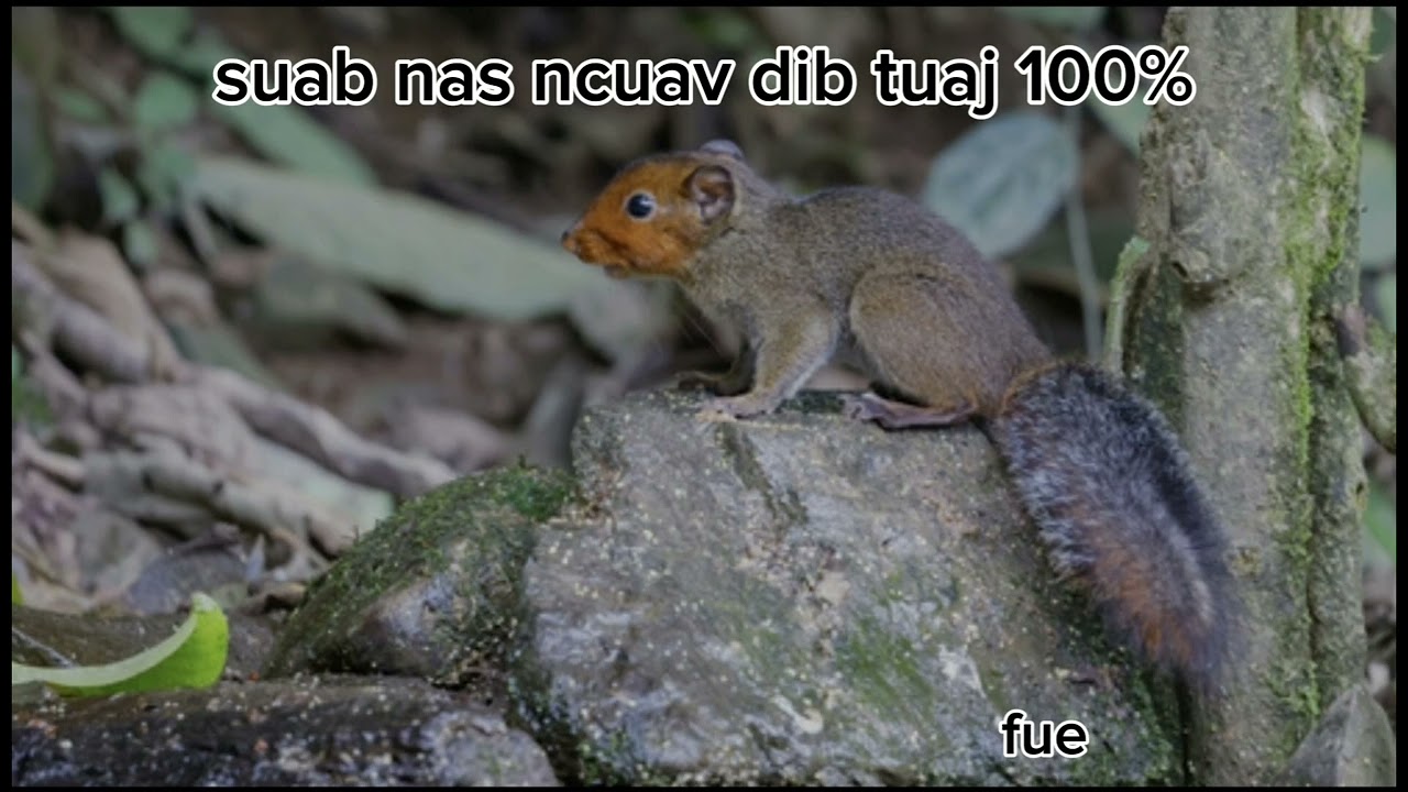 suab nas ncuav dib tuaj 100%