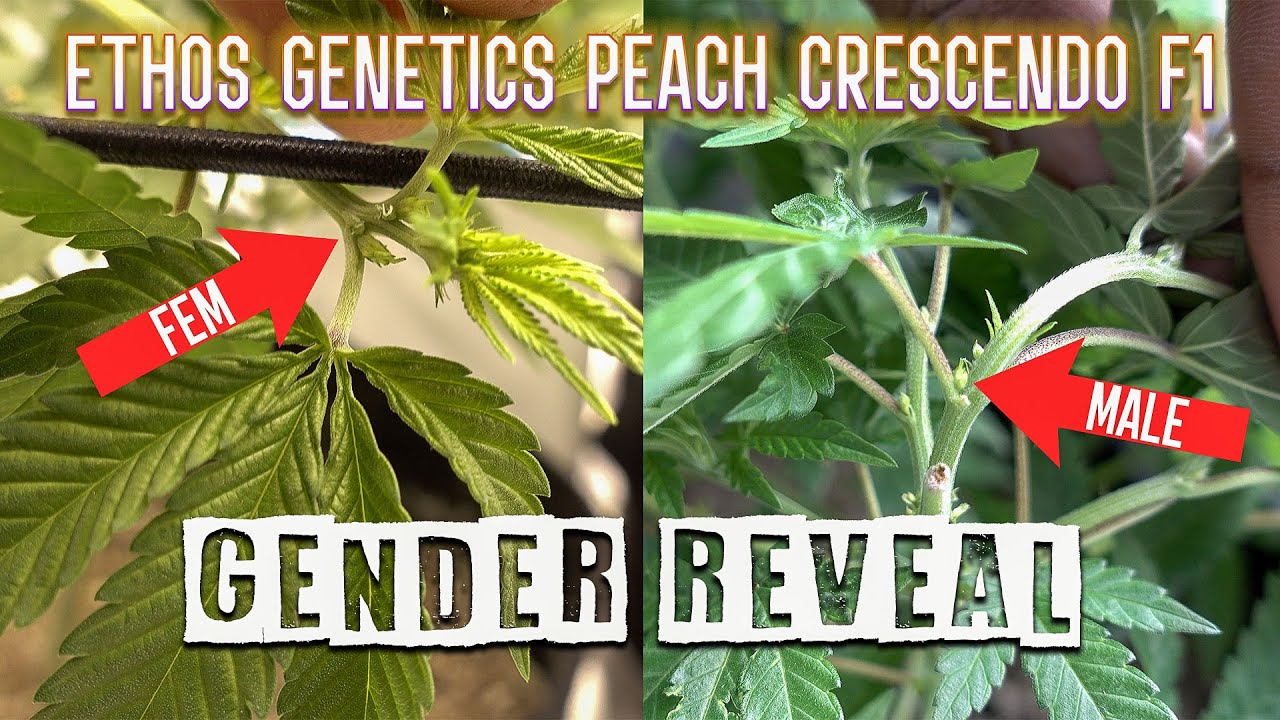 Ethos Genetics &ndash; Peach Crescendo F1 GENDER REVEAL