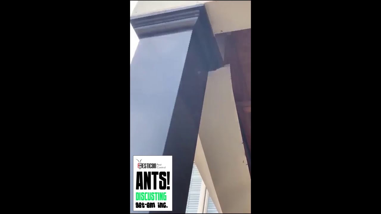 Ants Control Toronto - Residential Service