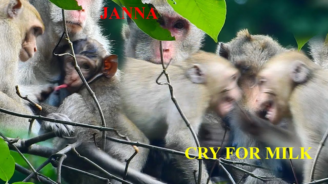 JANNA CRY & SCREAMING ANGRY TO MOM JANE DOESN'T GIVE MILK TO HER |