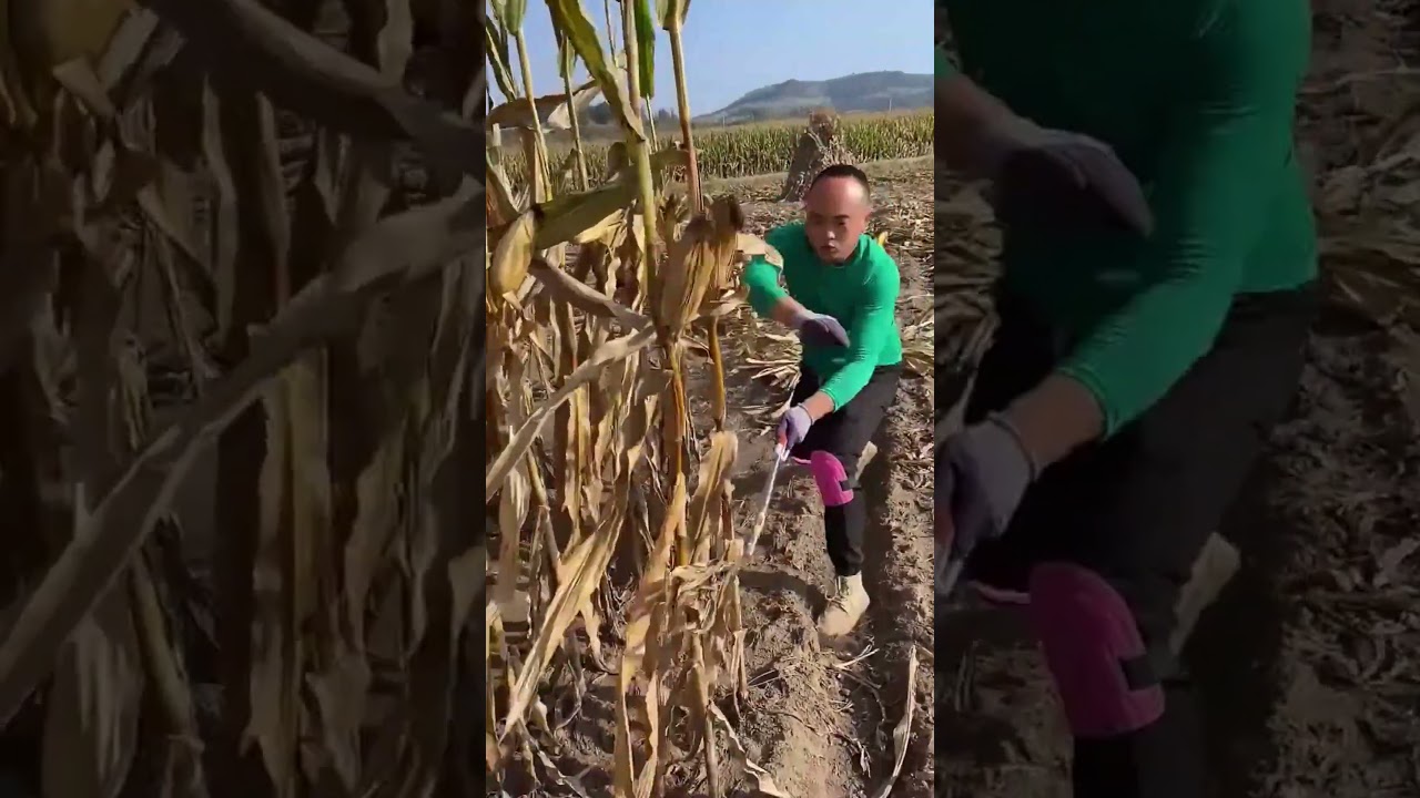 Testing the SHARPEST Sickle You've Ever Seen! 🔪🌾#Sickle #SharpBlade #SurvivalGear #Bushcraft #ASMR
