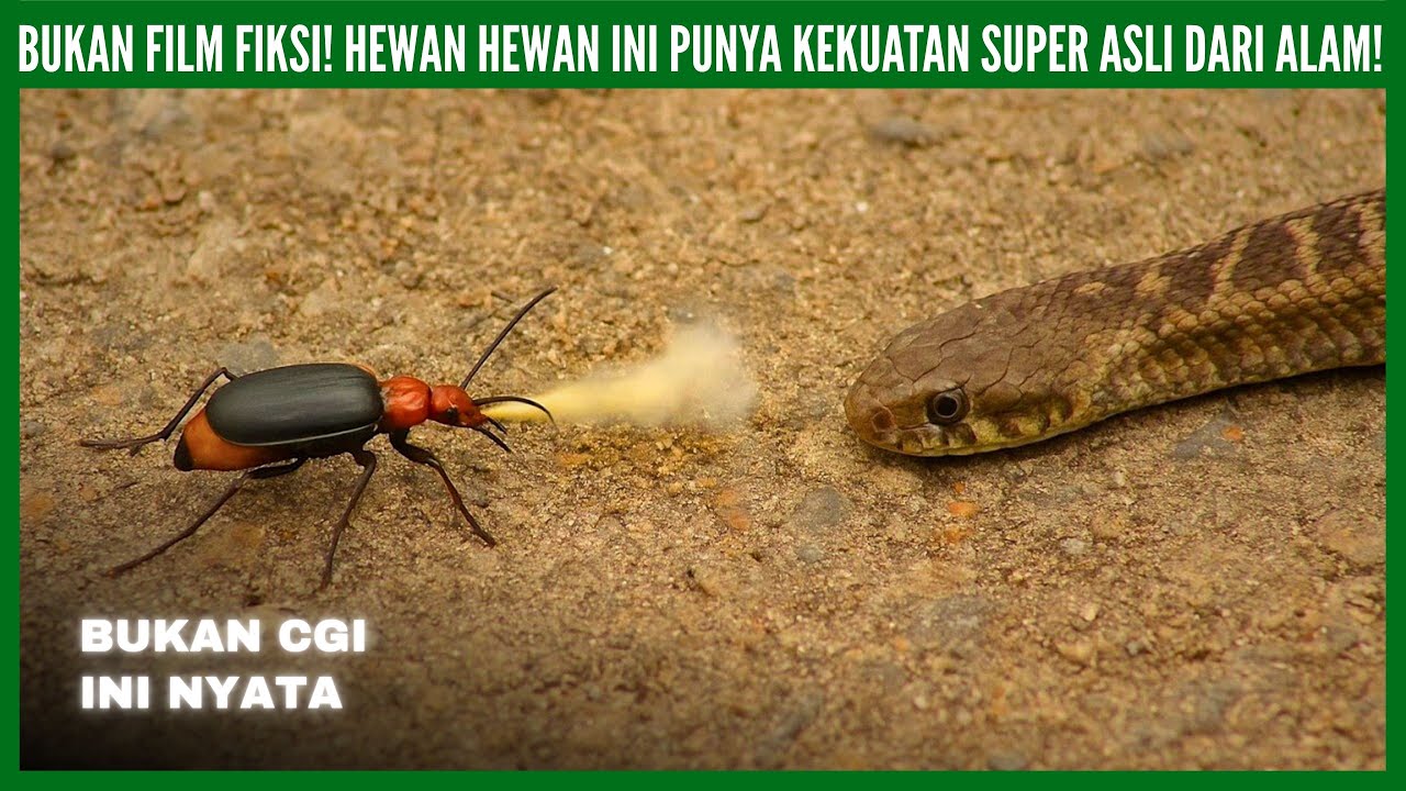 Bukan Film Fiksi! Hewan Hewan Ini Punya Kekuatan Super Asli dari Alam! (Part II)