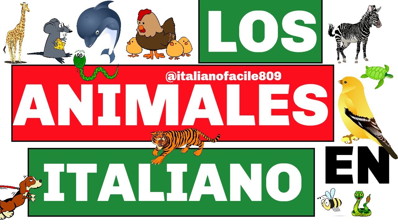 Los animales en italiano GLI ANIMALI #aprendevocabulariosenitaliano