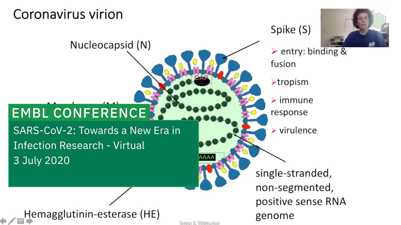 Susan R. Weiss - Coronavirus biology: features common to all coronaviruses