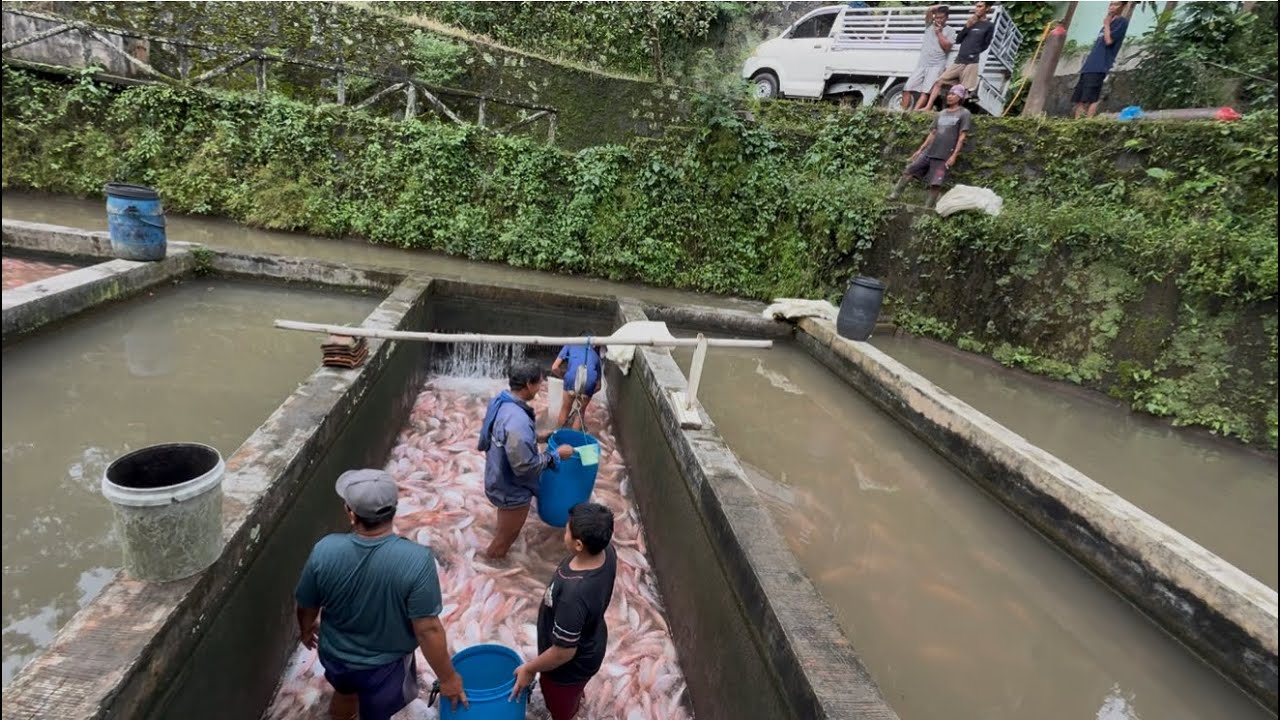 KESERUAN PANEN IKAN NILA MENJELANG BULAN RAMADHAN 