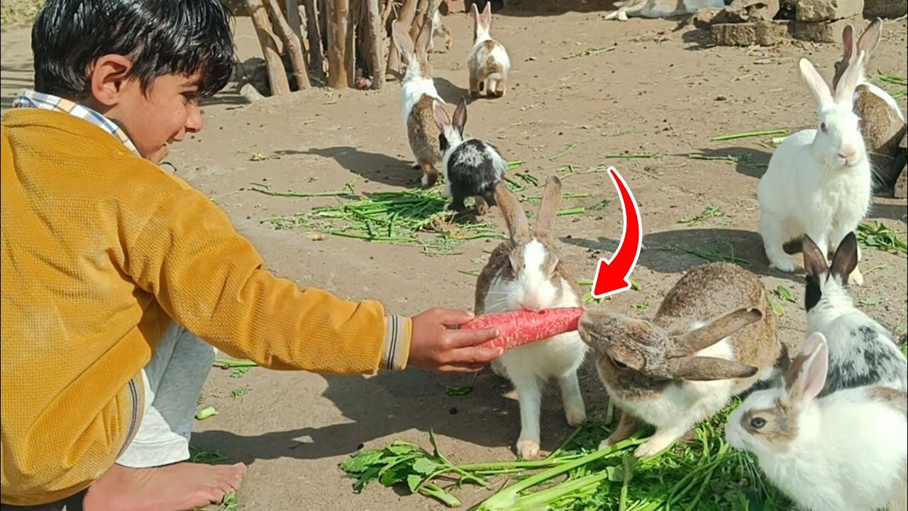 “Cute Rabbits Eating Together 🐰🥕 | Dil Jeet Liya 😍”
