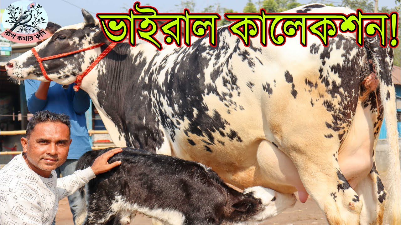 দেশ কাঁপানো রাজশাহী বিভাগ চ্যালেঞ্জ!মুখে নয় গাভীতে কথা বলতে হবে।বকনা বাচ্চা ২৫লিটার দুধের গ্যারান্টি