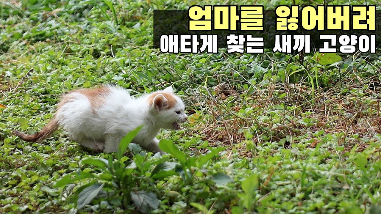 비를 피해 엄마 따라 왔는데 엄마가 사라졌다