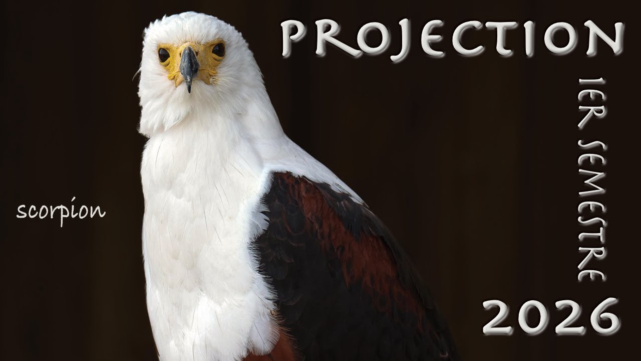 SCORPION - Projection 1&egrave;re partie 2026 ~ Une colonne vert&eacute;brale solide