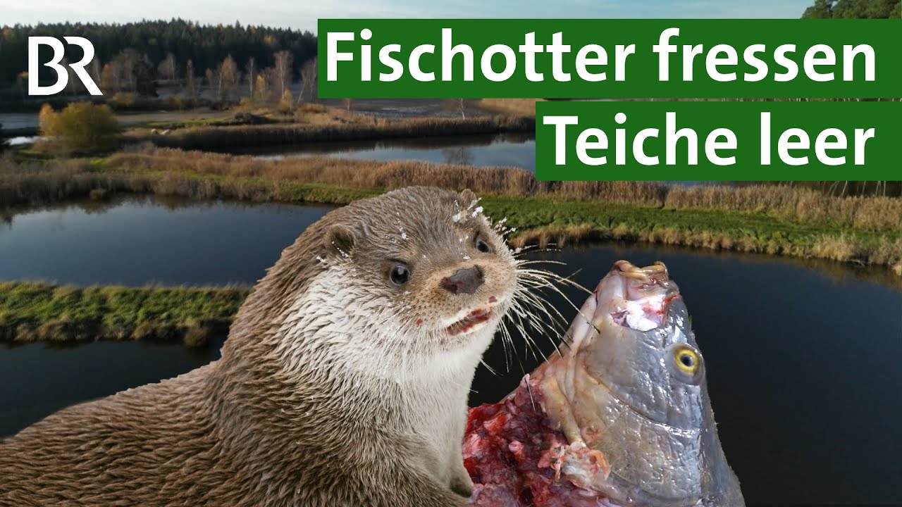 Alarm im Fischteich: Fischotter plündern Teiche | Gefahr für Karpfen und Forellen | Unser Land | BR