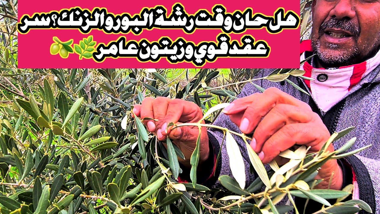 هل حان وقت رشة البور والزنك؟ سر عقد قوي وزيتون عامر 🌿🫒