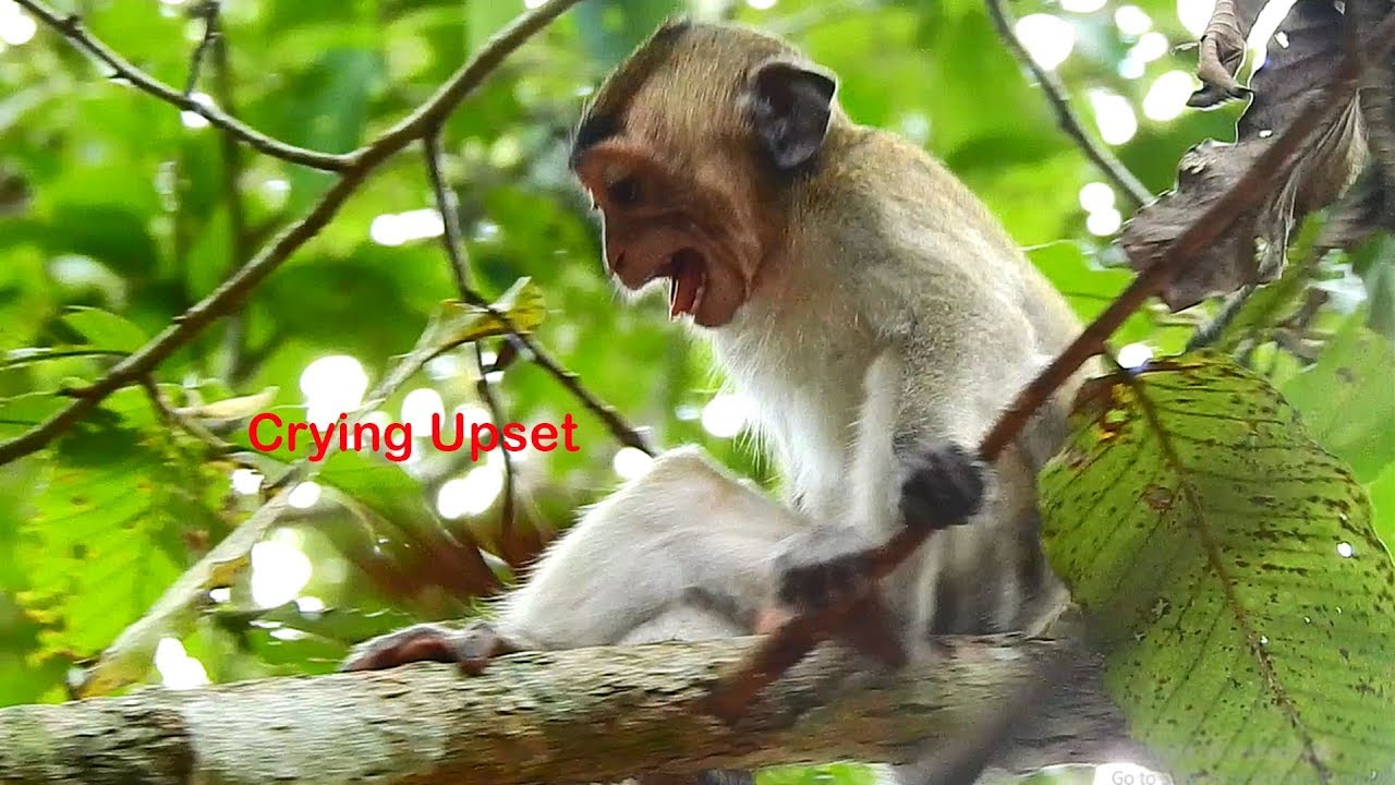 Monkey baby George crying strongly disappointed with mom Gladdis refusing milk