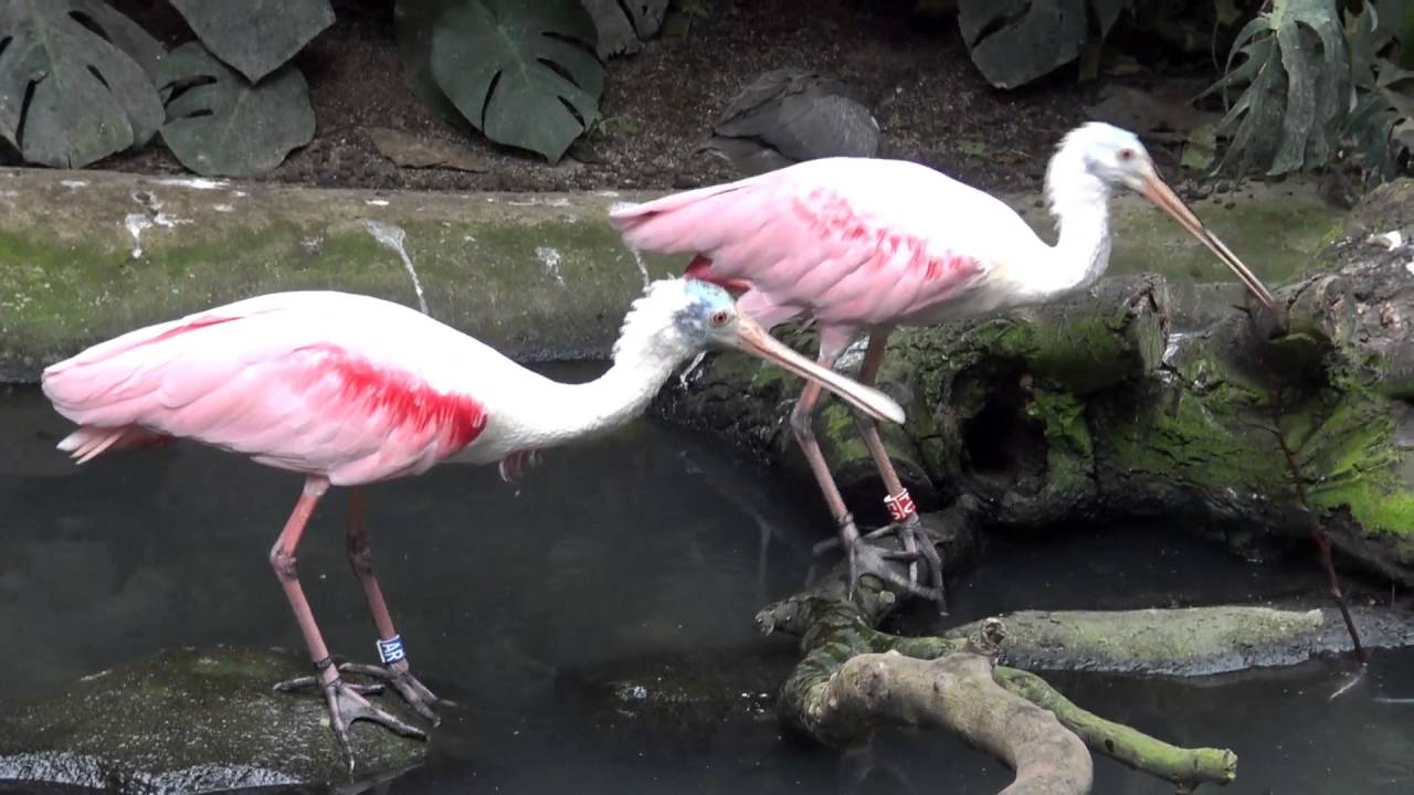 ► Des spatules roses & un ibis rouge au Zoo de Vincennes (Parc Zoologique de Paris)