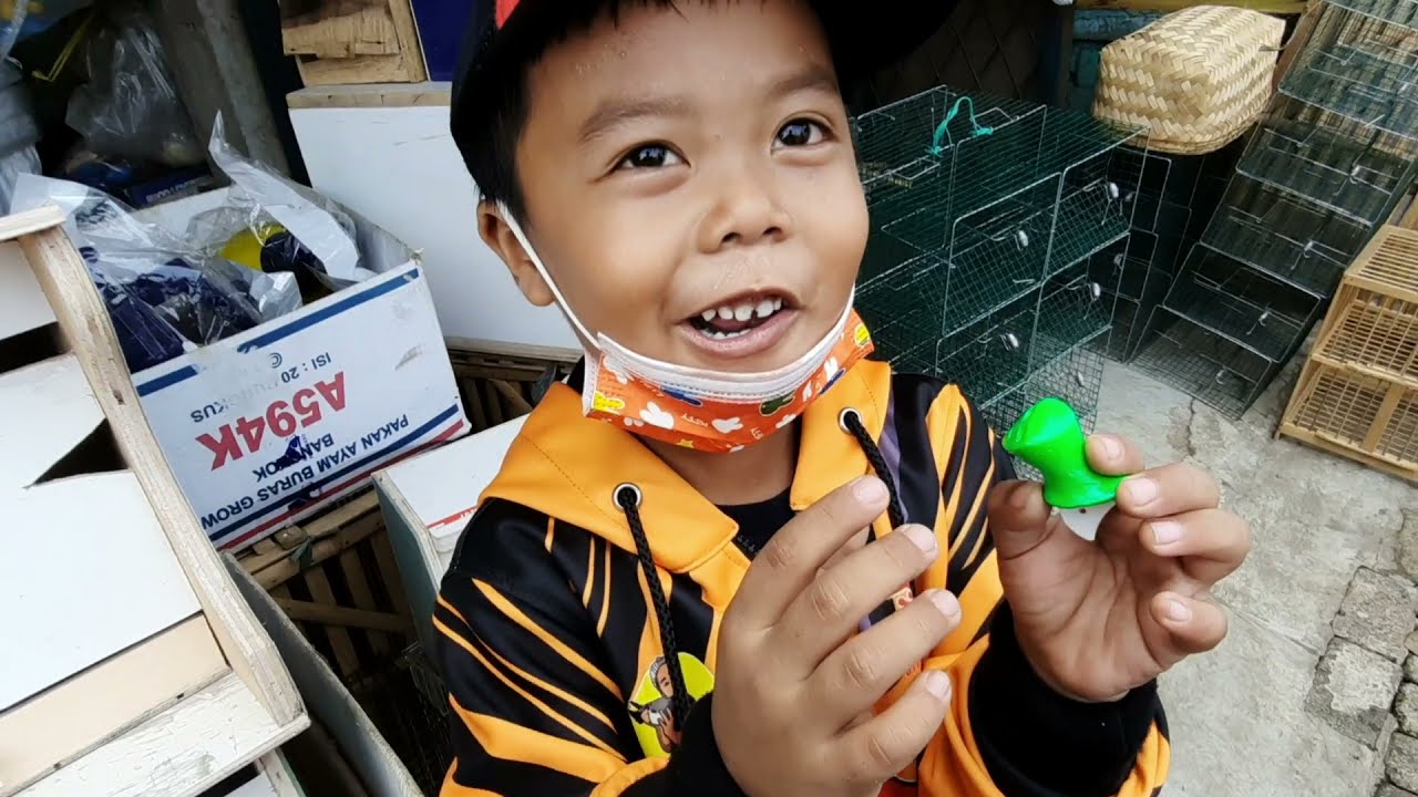 Beli Dongdang dan Sawangan di Bogor Untuk Merpati Kesayangan atau Giveaway Tih???