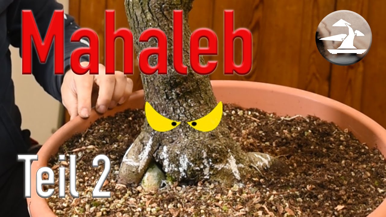 Mahaleb Wurzelveredelung