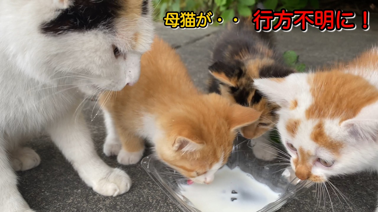 子猫の母猫が行方不明‼️「三毛ママさん家族」