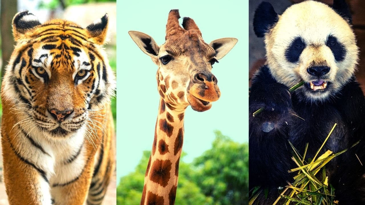 Animales carnívoros, herbívoros y omnívoros (con ejemplos) 🦁🦓🐻