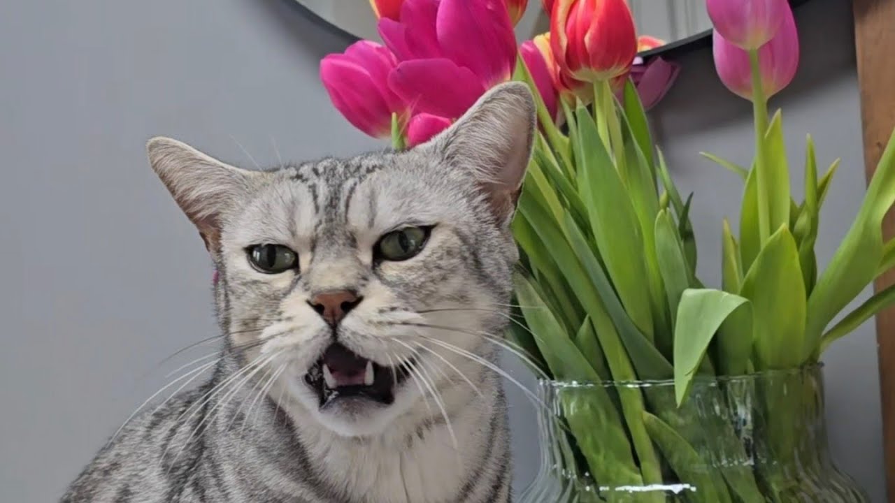 Was haben mir die Katzen zum Geburtstag geschenkt?