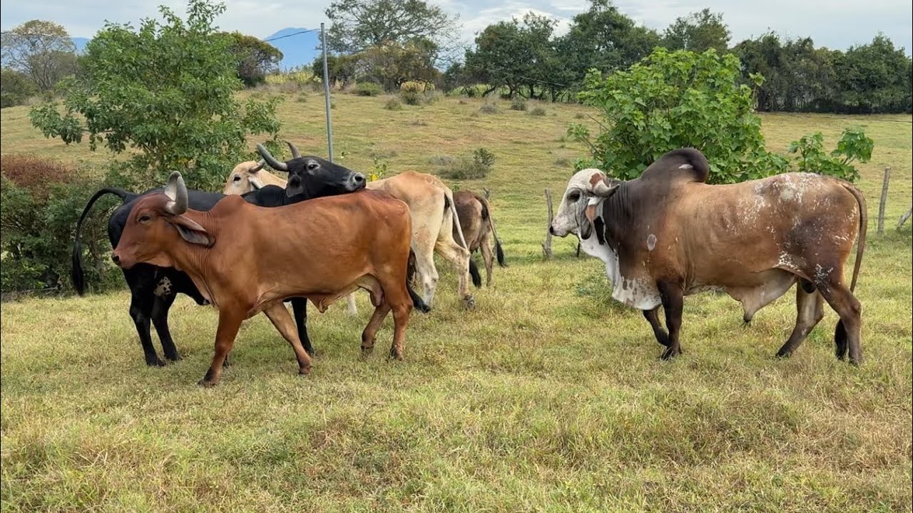 Mira como recibieron el toro las vacas en celo