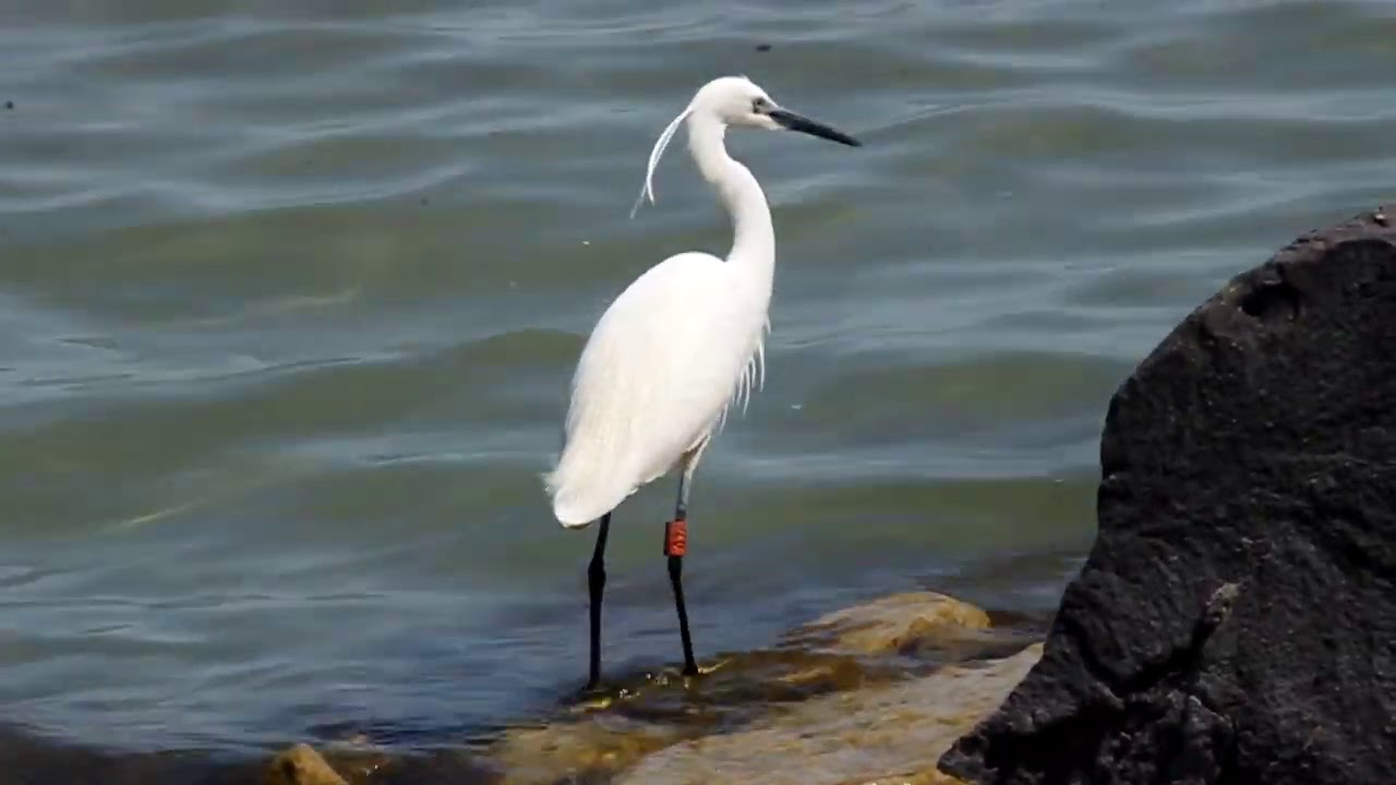 Kis k&oacute;csag a Balatonban