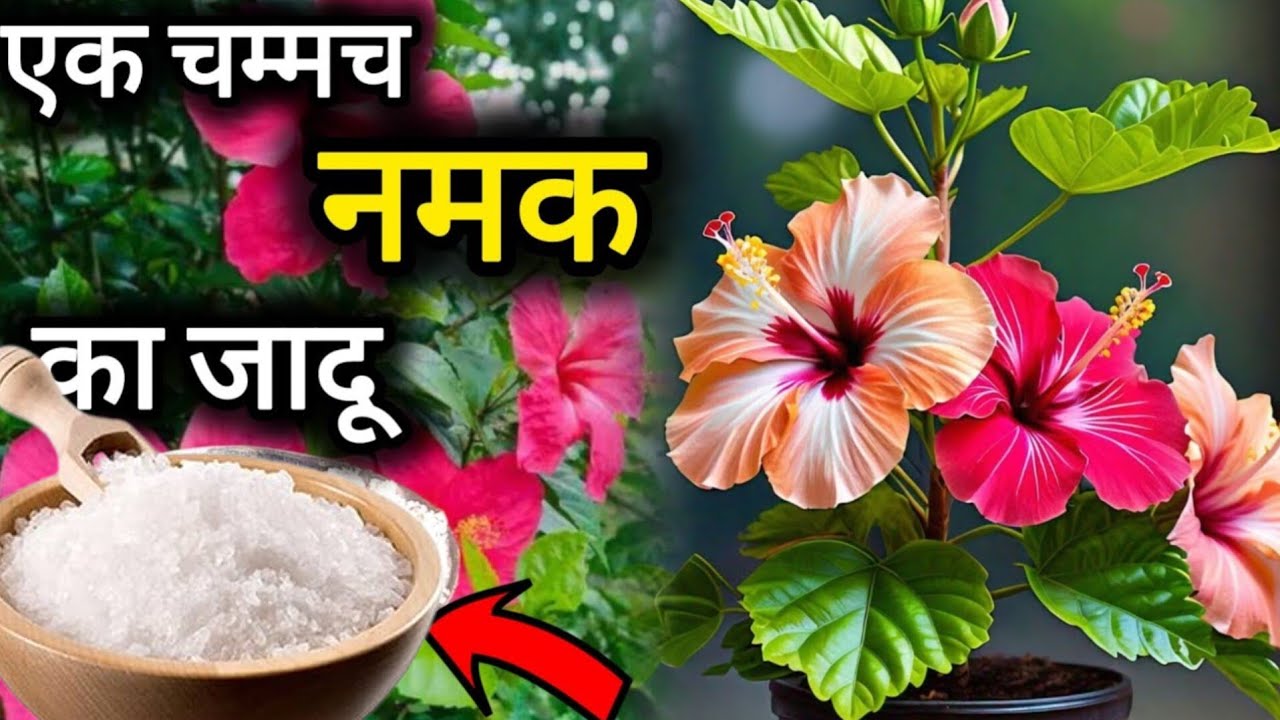 गुड़हल के पौधे मे ऐसी करे नमक का प्रयोग पौधा फूलों और कलियों से भर जायेगा।Hibiscus plant care#khad 