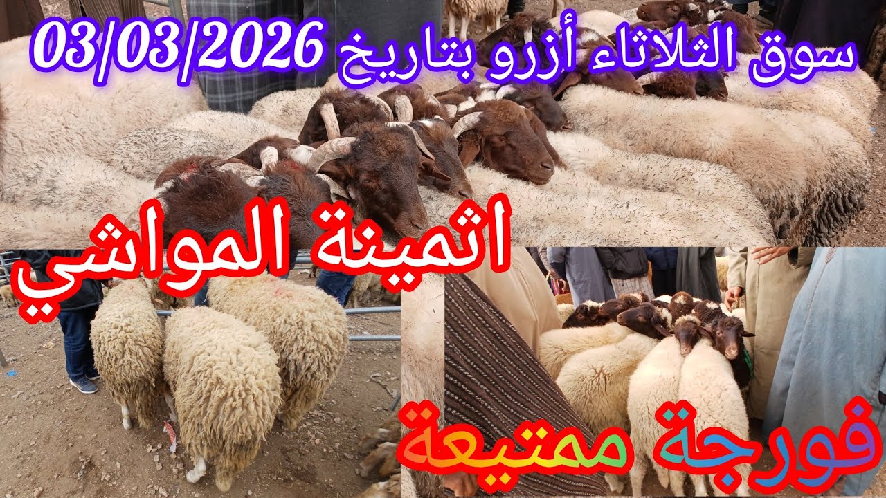 سوق الثلاثاء أزرو بتاريخ 03/03/2026 #اكسبلور 