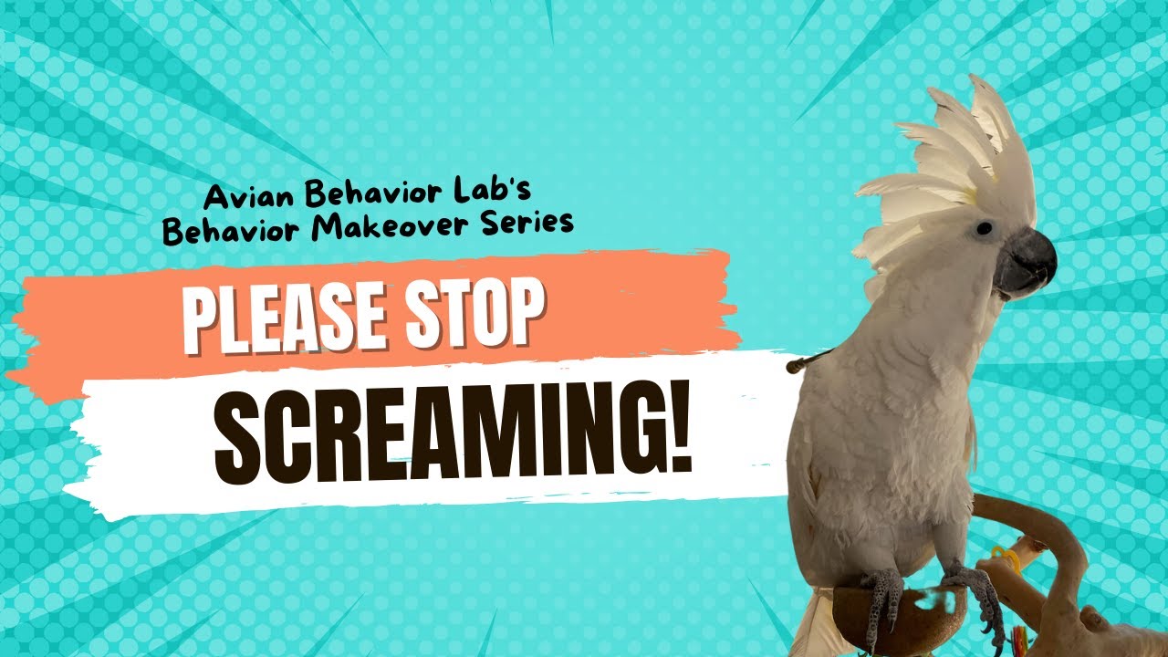How to Stop a Parrot Screaming (Cockatoo screams when you leave the room)