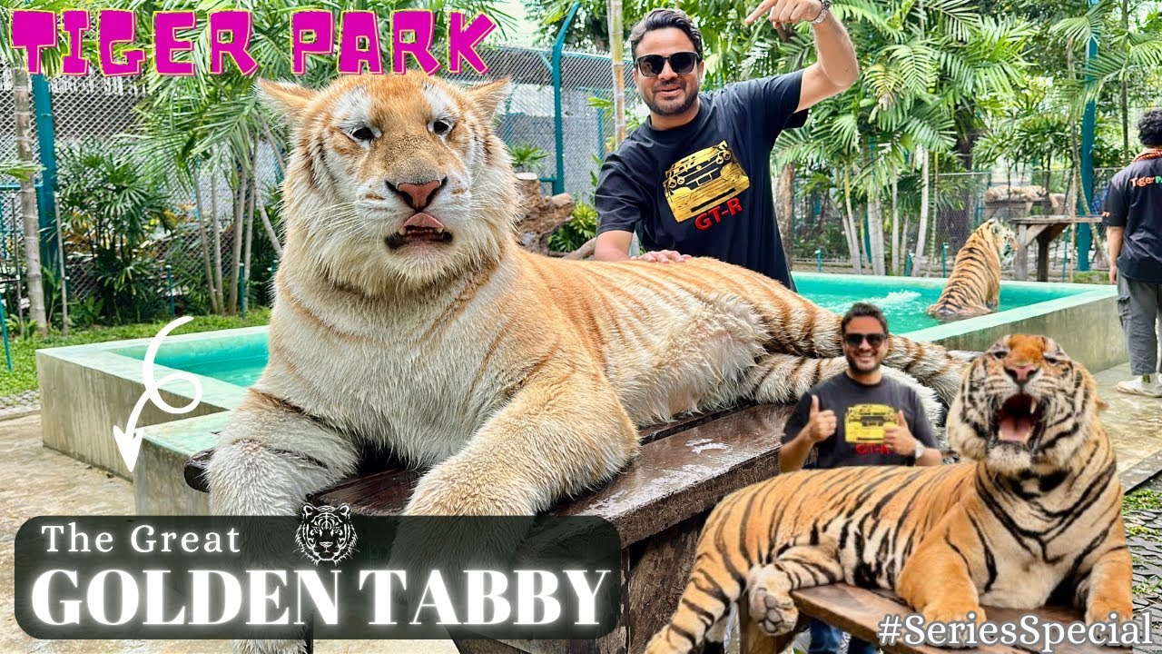 Tiger Park Pattaya, Thailand 🐅 Full Tour | Ticket Cost 😎 | Day - 04 | @SifttheUnseen