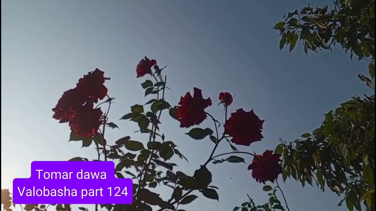 New Golpo তোমার দেওয়া ভালোবাসা / Part 124 / Tomar dawa Valobasha - Voice Jamil