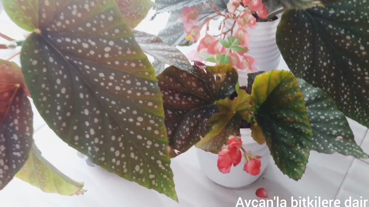ÇİLLİ BEGONYA NEREDE DURMALI? GÜNEŞİ SEVERMİ? İÇ MEKANDAMI DURMALI?DIŞ MEKAN BİTKİSİMİ?