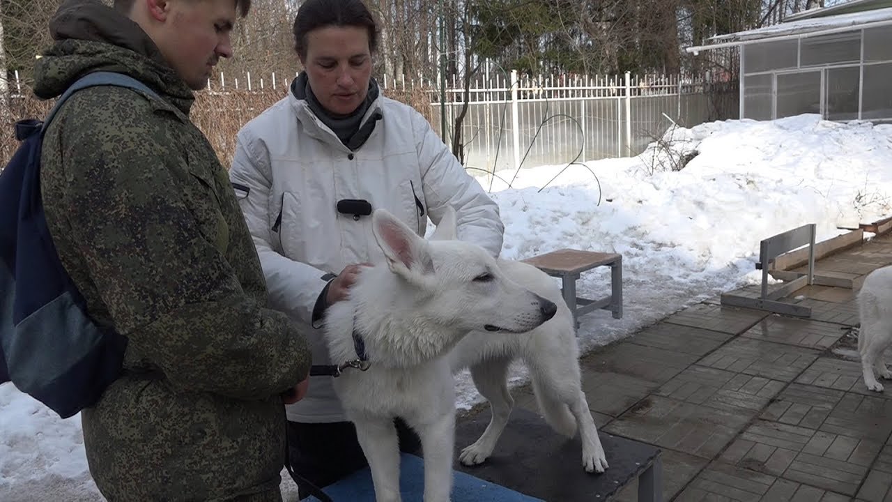ДТ-54. Как правильно обработать собаку от клещей.