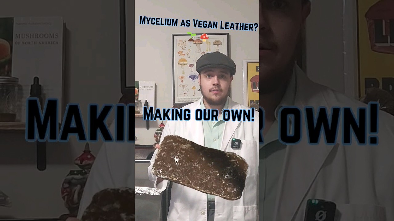 Kan soppl&aelig;r fungere? Tester 3 DIY-myceliumstoffer! #veganskl&aelig;r #mycelium #milj&oslash;vennlig