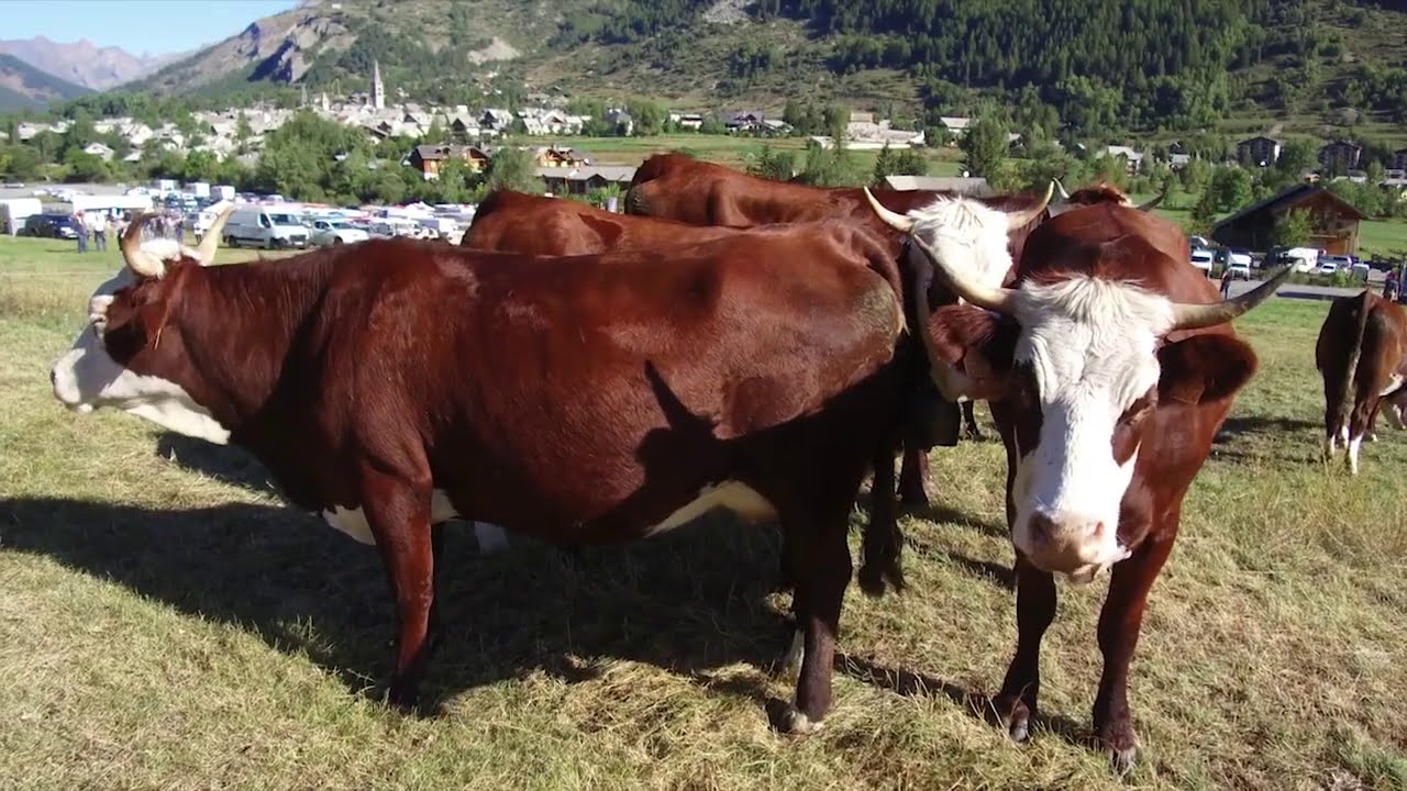 Monêtier les Bains : foire aux bestiaux au pied des remontées mécaniques