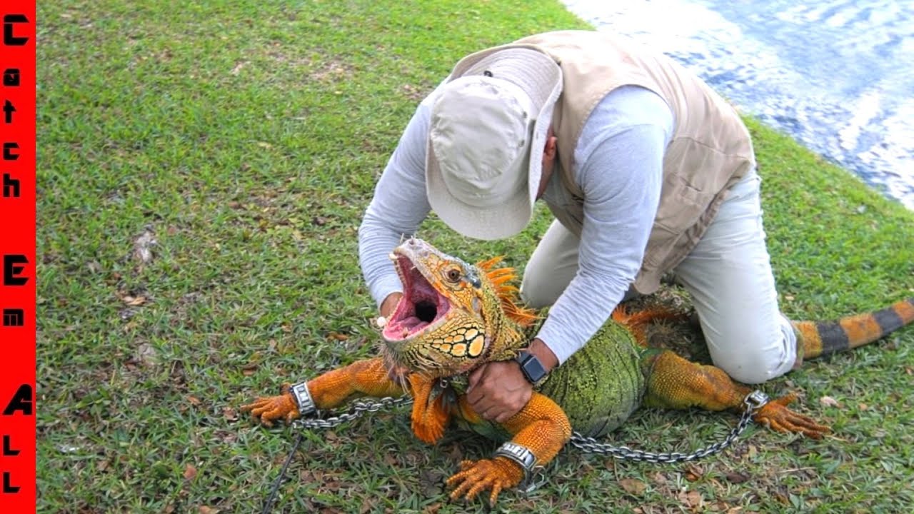 GIANT IGUANAS are CAN NOT  be STOPPED in the COLD WEATHER!