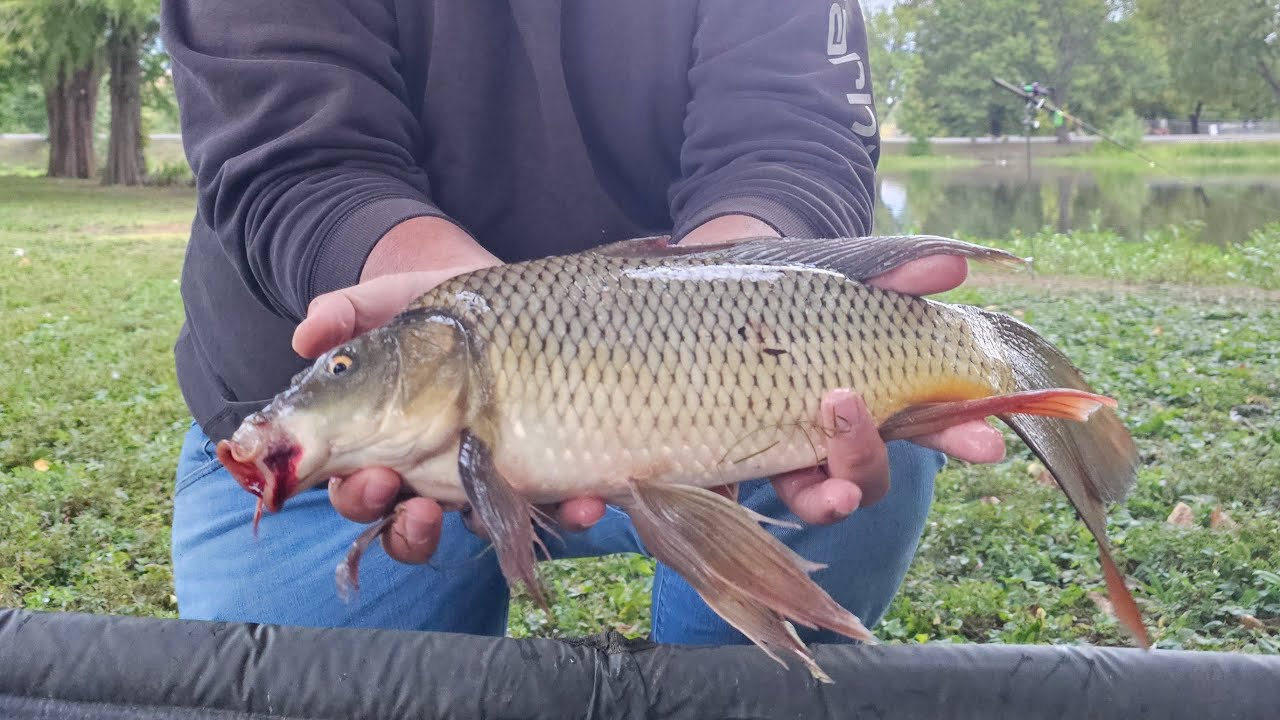 Live catching big mirror carp