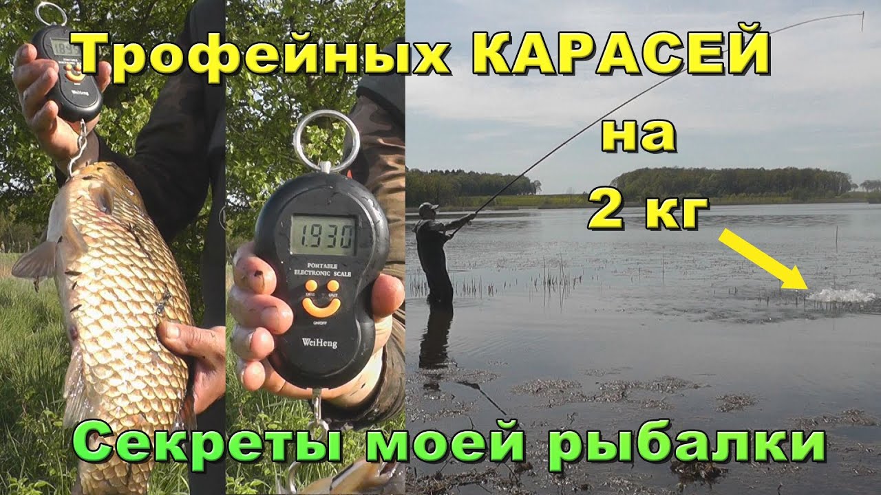 Где ОБИТАЮТ караси ЛАПТИ? 🎣 Охота с УДОЧКОЙ на 2-х  килограммовых карасей в РДЕСТЕ  🌾