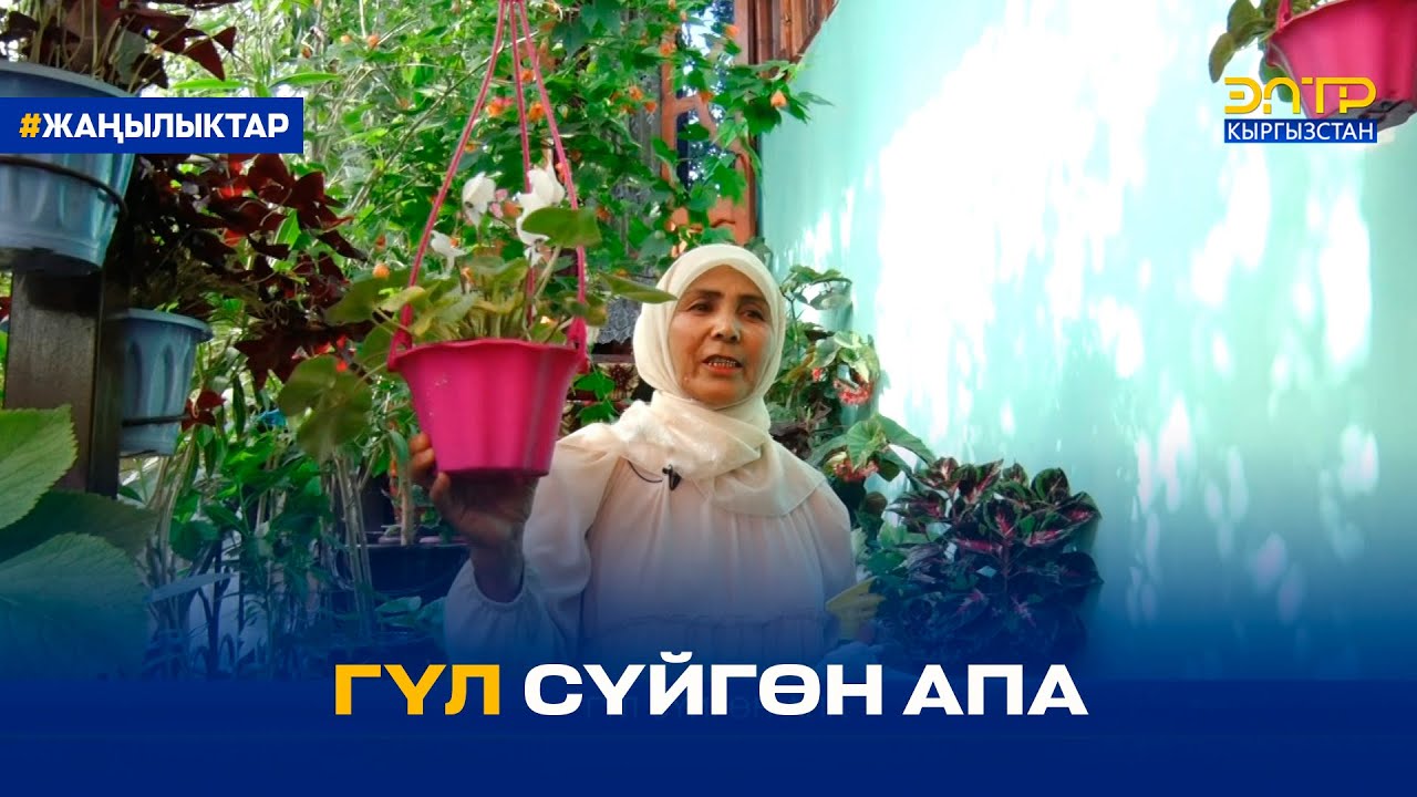 ГҮЛ СҮЙГӨН АПА
