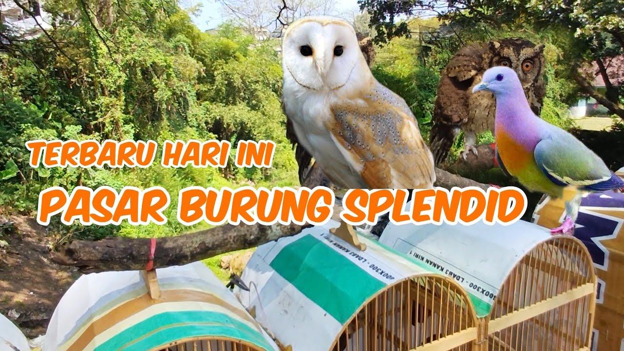 TERBARU UPDATE HARI INI PASAR BURUNG SPLENDIT TERBESAR DI KOTA MALANG