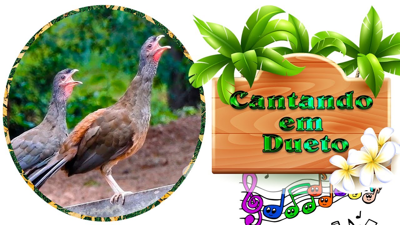 AVES QUE CANTAM EM DUETO - Casais de P&aacute;ssaros que Cantam Juntos