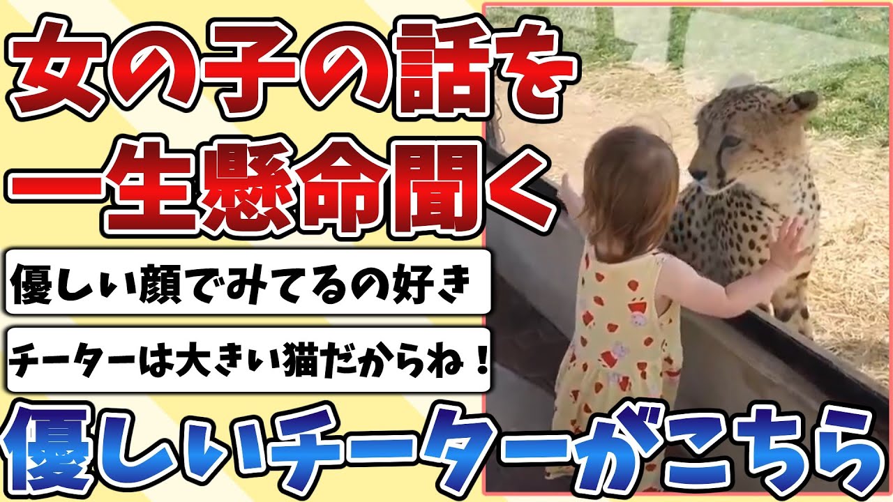 【2ch動物スレ】ネコ科最速の大きい猫である『チーター』が小さい子供の話を一生懸命聞く姿が優しすぎるｗｗｗ